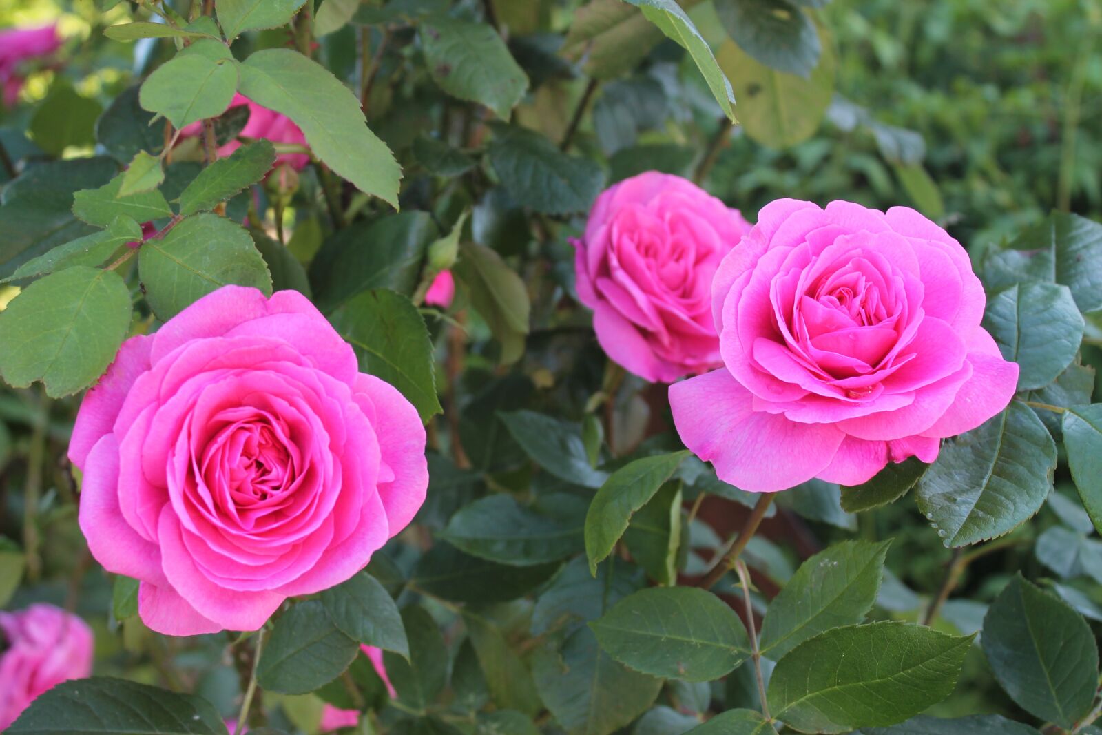 Canon EOS 1100D (EOS Rebel T3 / EOS Kiss X50) sample photo. Rose, flowers, beautiful photography