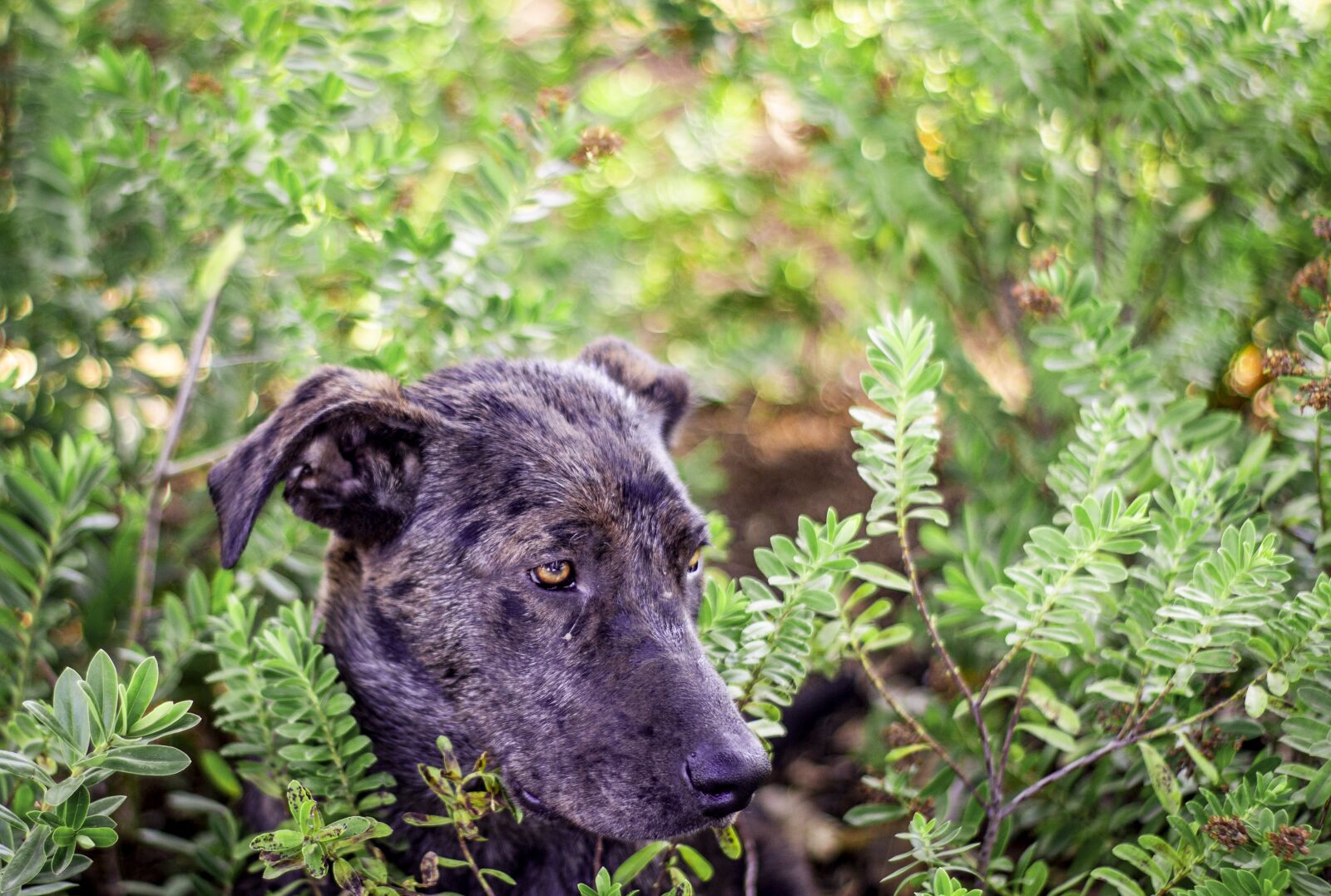 Canon EOS 550D (EOS Rebel T2i / EOS Kiss X4) sample photo. Dog, animal, pets photography