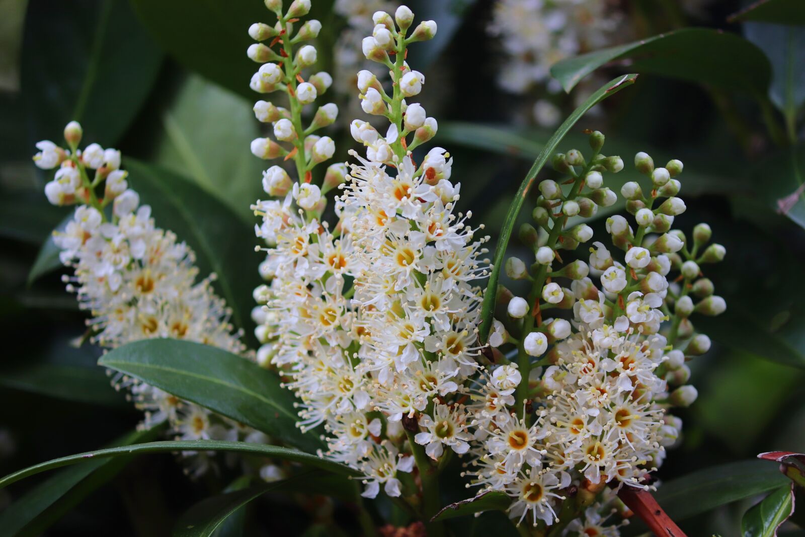 Canon EOS 200D (EOS Rebel SL2 / EOS Kiss X9) sample photo. Cherry laurel, prunus laurocerasus photography