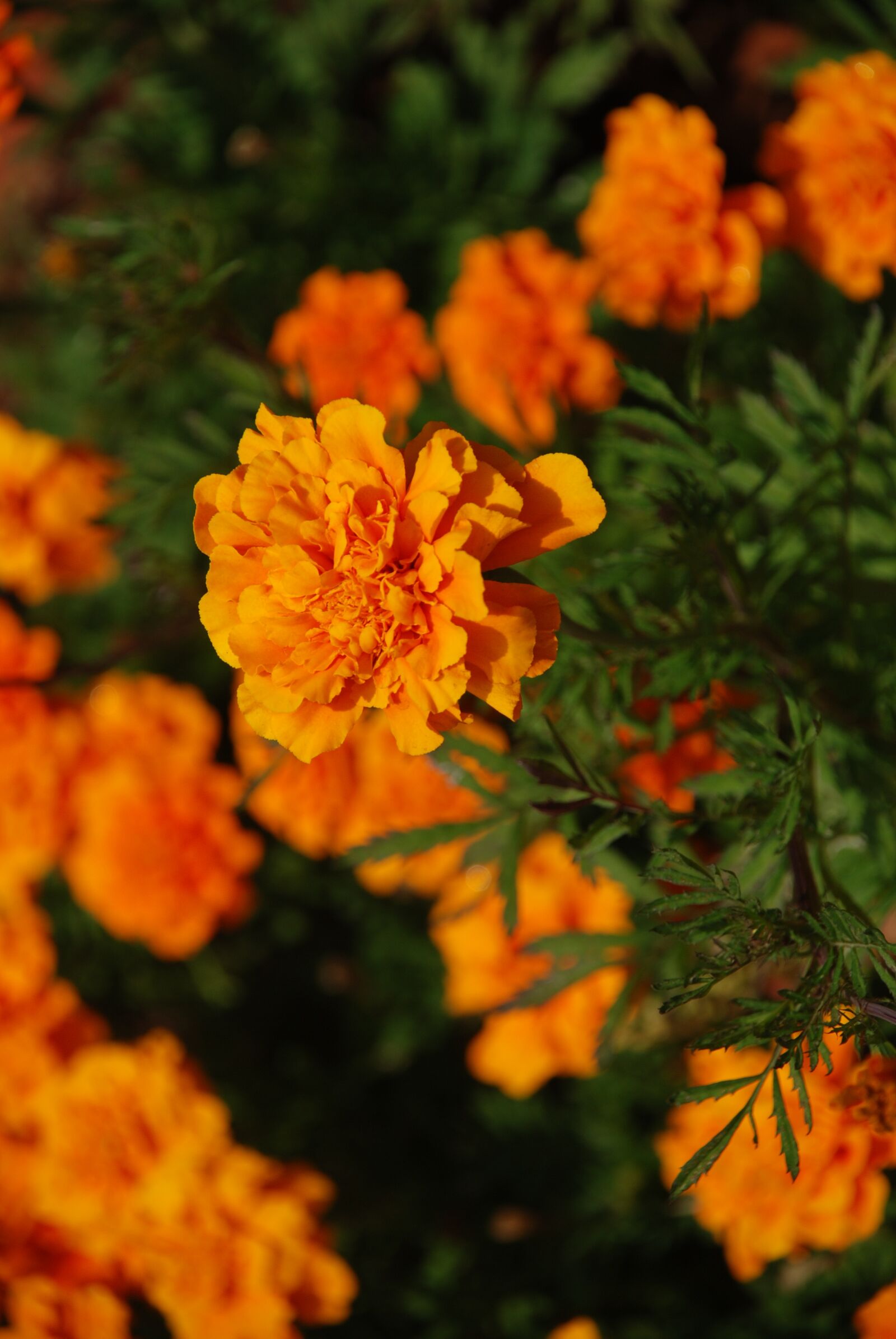 Nikon D80 sample photo. Marigold, flower, garden photography