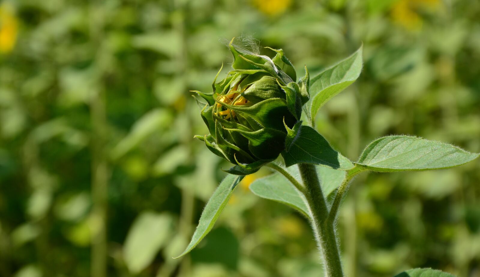 Nikon D5200 sample photo. Sunflower, bud, flowers photography