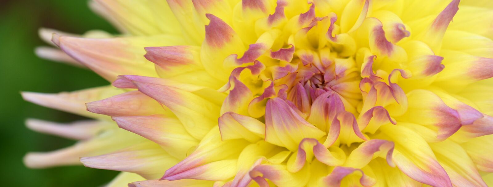 Nikon D5200 sample photo. Flower, nature, dahlia photography
