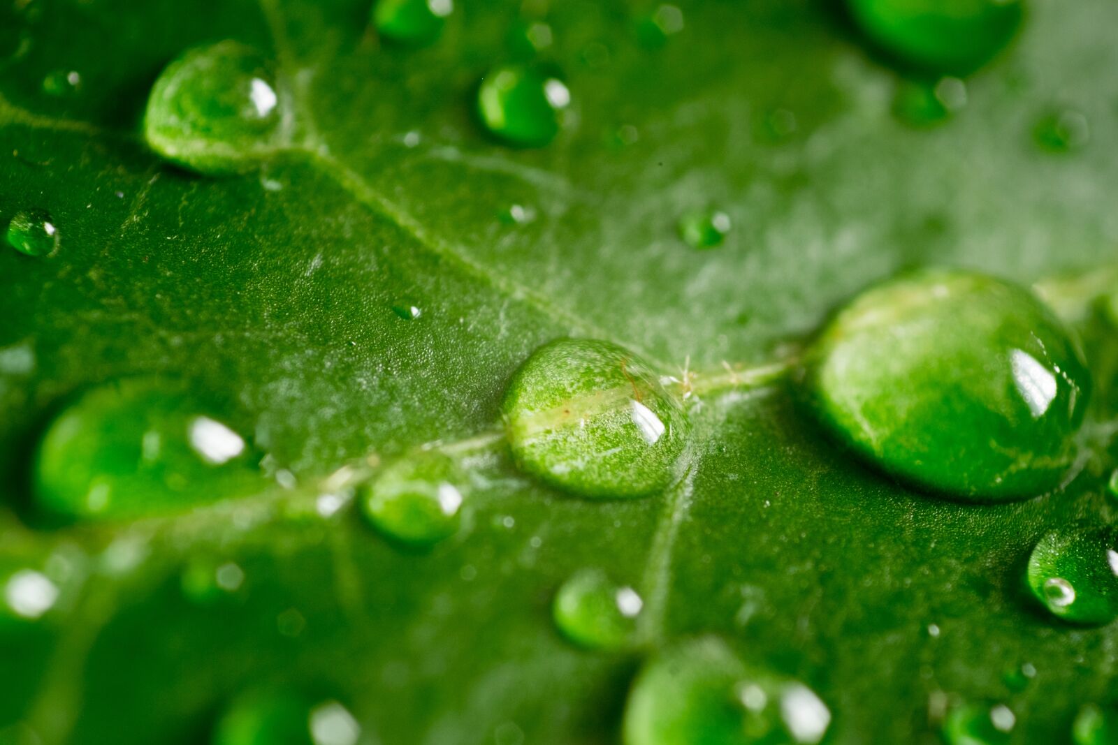 Fujifilm X-T10 sample photo. Leaf, green, macro photography