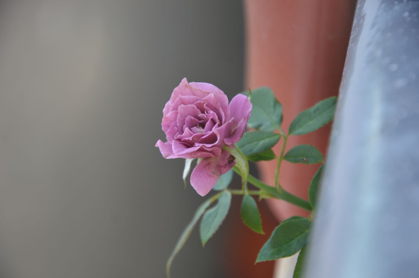 Nikon D7000 sample photo. Rose, flower, blooming photography