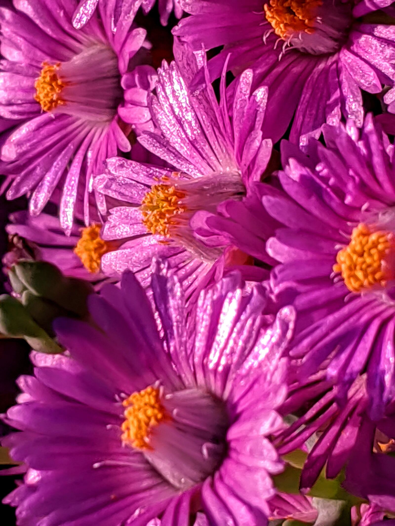 Google Pixel 3 XL sample photo. Succulent flowers, cactus flowers photography