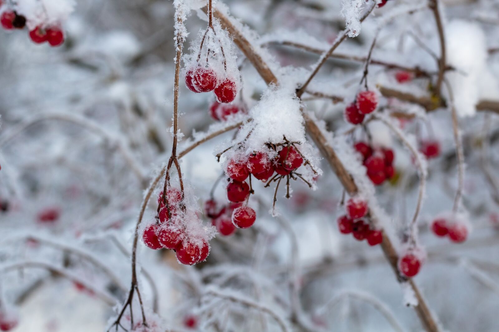 Canon EOS 1300D (EOS Rebel T6 / EOS Kiss X80) + Canon EF 50mm F1.8 STM sample photo. Viburnum, berry, winter photography