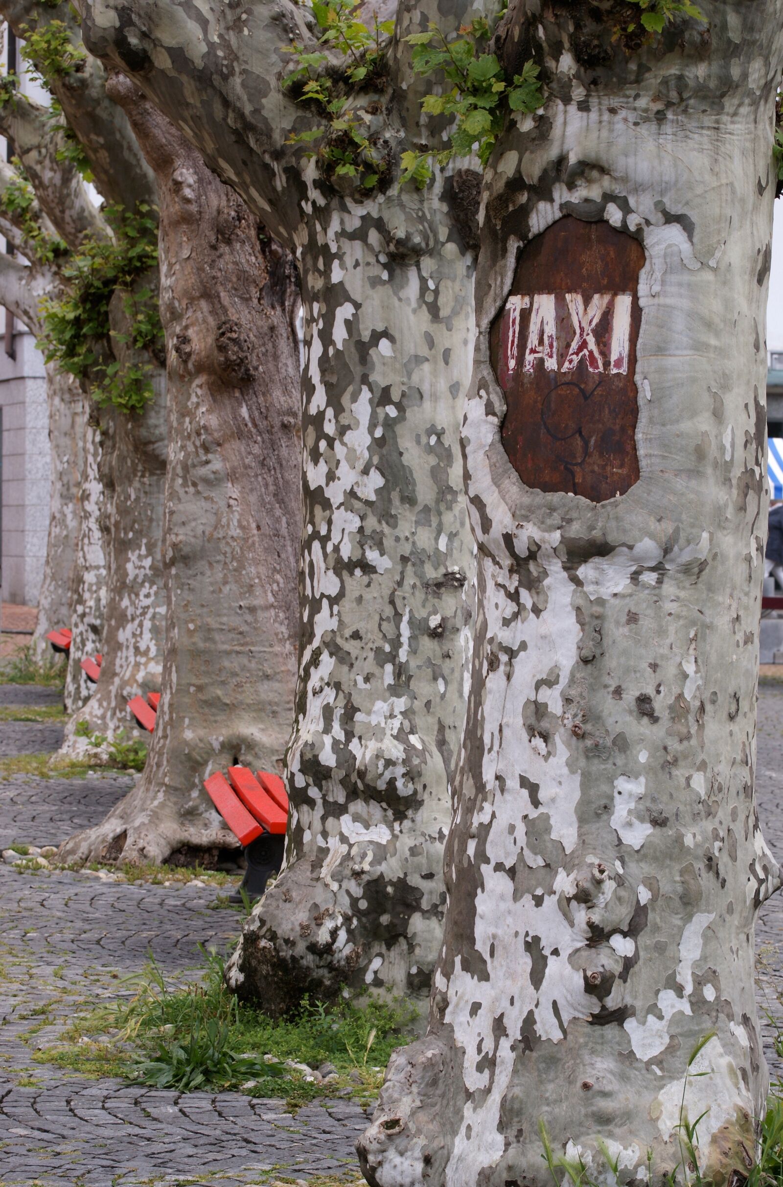 Sony Alpha DSLR-A350 sample photo. Taxi, stop, tree photography