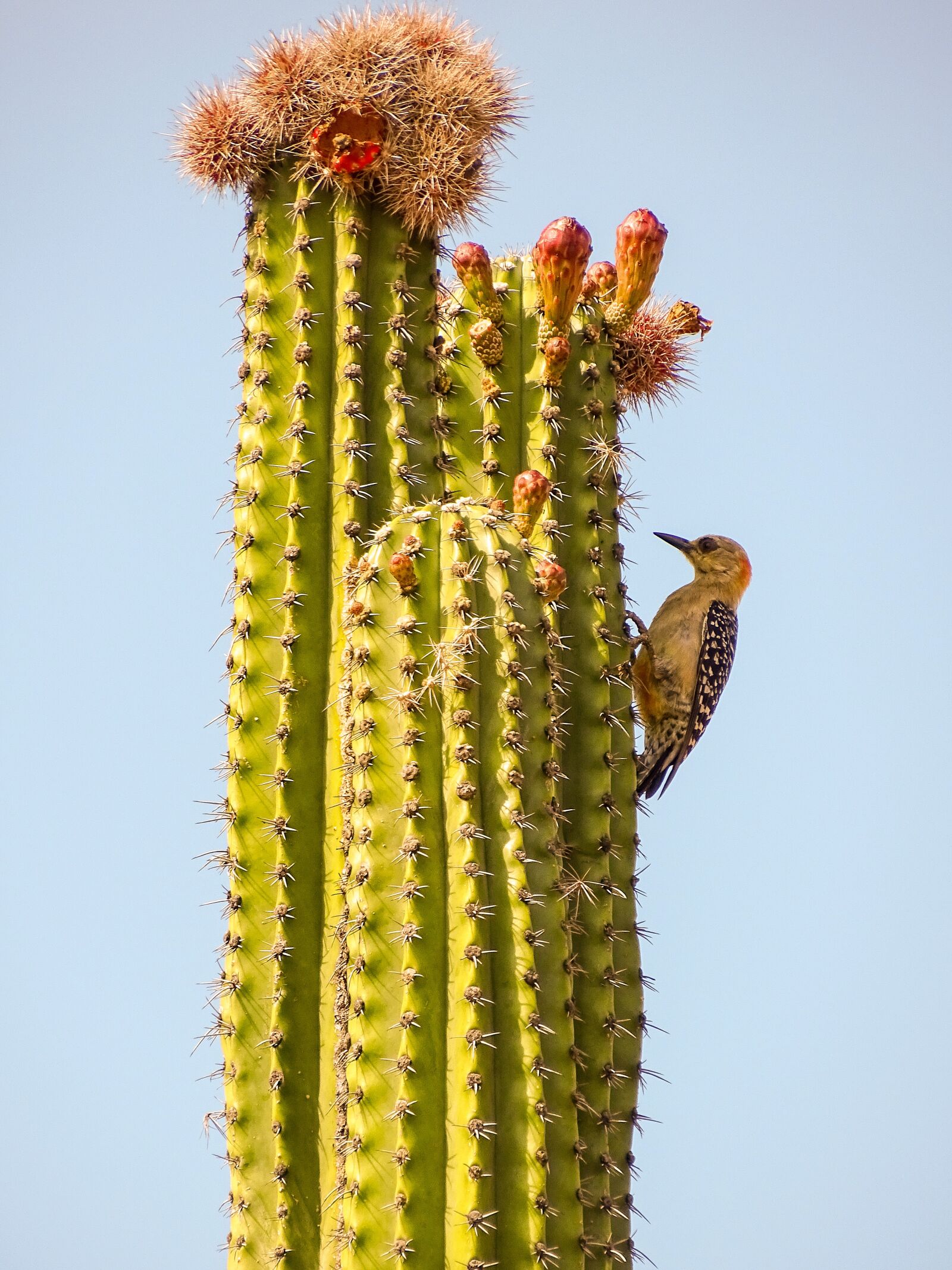 Sony Cyber-shot DSC-HX400V sample photo. Cactus, desert, blossom photography