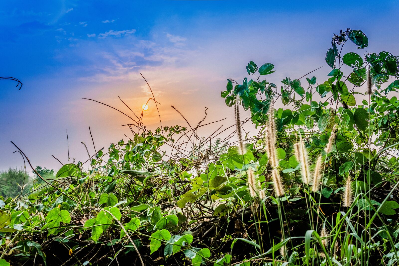 Sony a6300 + 30mm F1.4 DC DN | Contemporary 016 sample photo. Nature, flora, summer photography