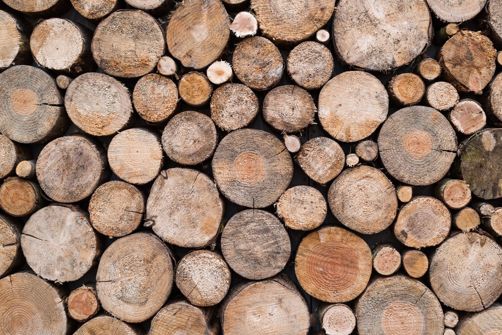 Nikon D810 sample photo. Texture, wood, trunks photography