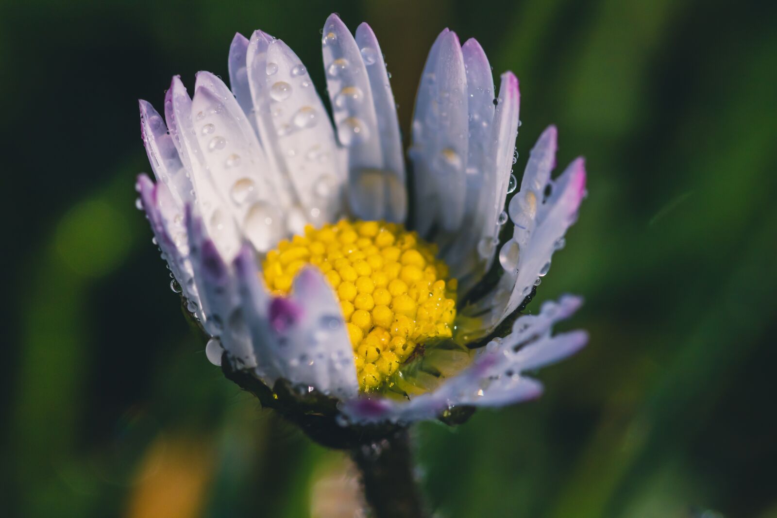 Canon EOS 750D (EOS Rebel T6i / EOS Kiss X8i) sample photo. Geese flower, daisy, bellis photography