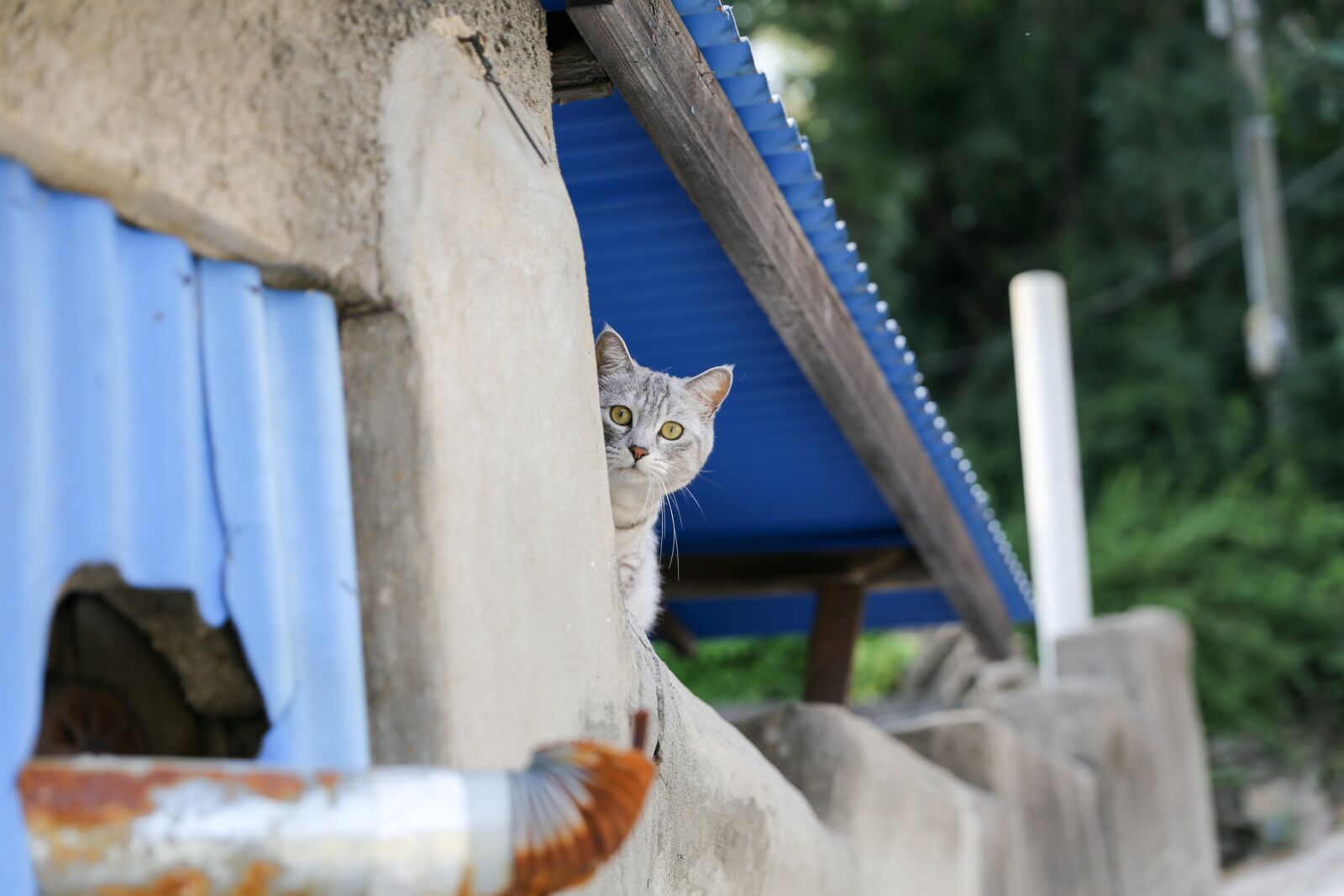 Canon EF 24-70mm F2.8L II USM sample photo. Cat, animal, adorable photography