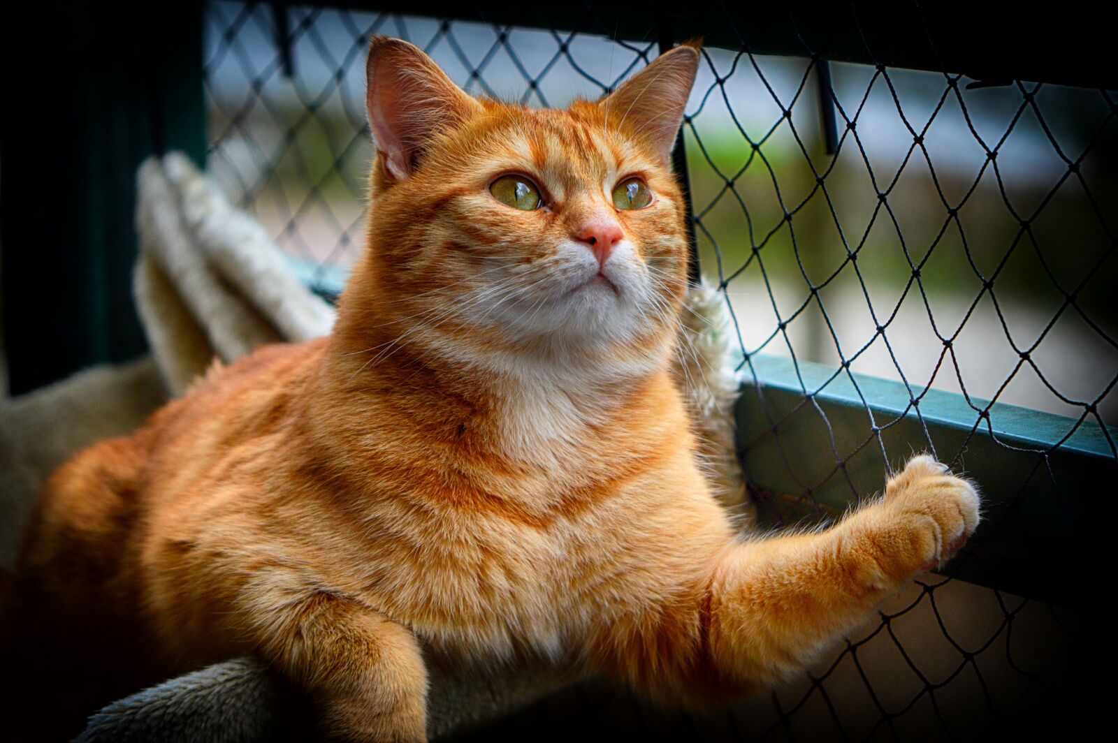 Nikon D3200 sample photo. Cat, red, cute photography