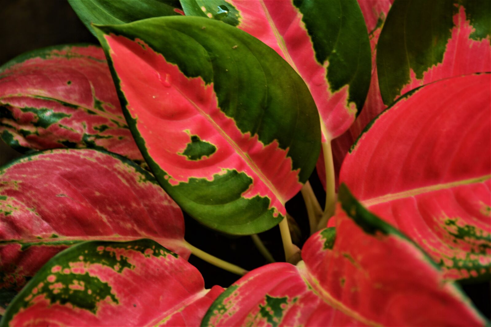 Nikon D5200 sample photo. Indoor plant, green plant photography