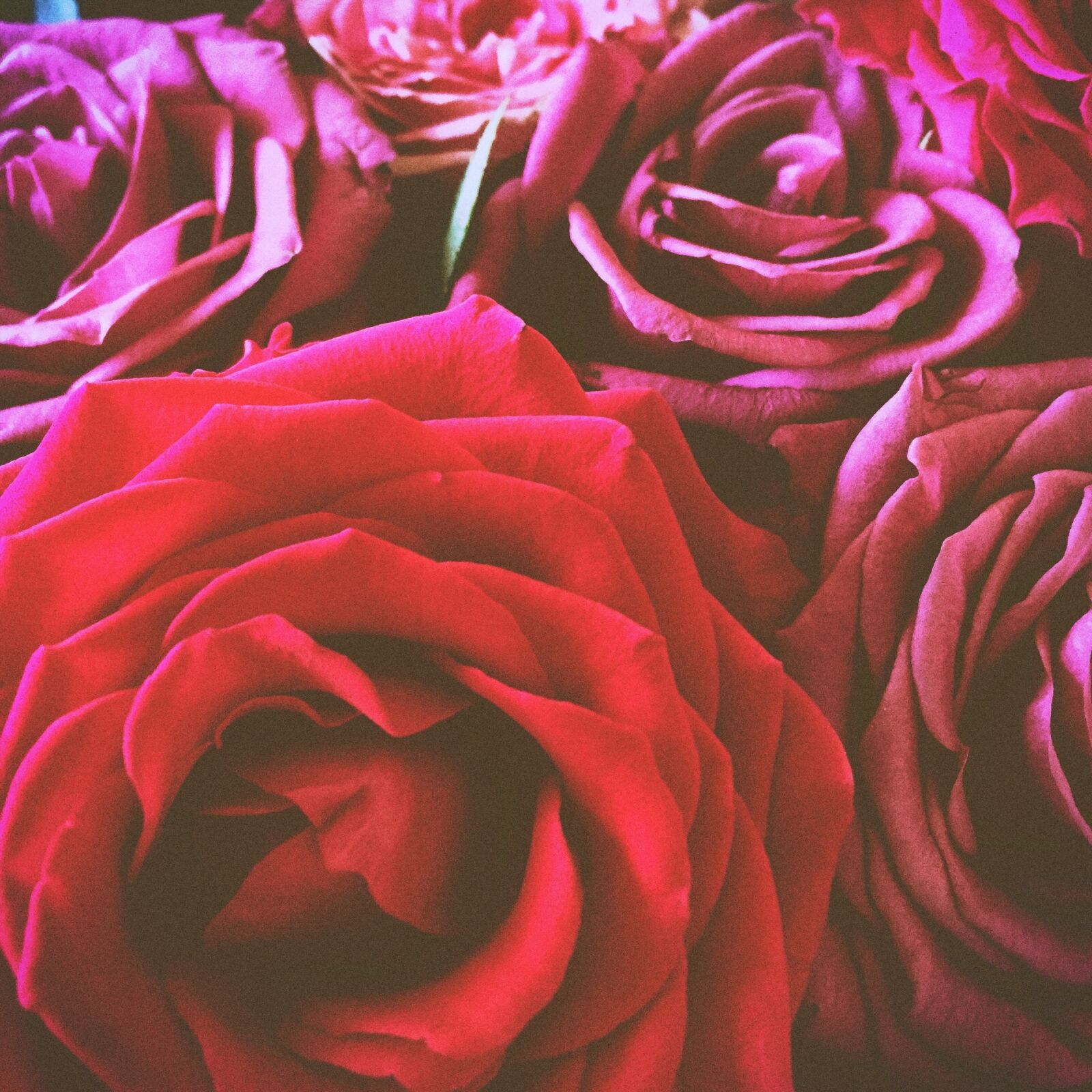 Apple iPhone 6 sample photo. Flowers, pink, red photography