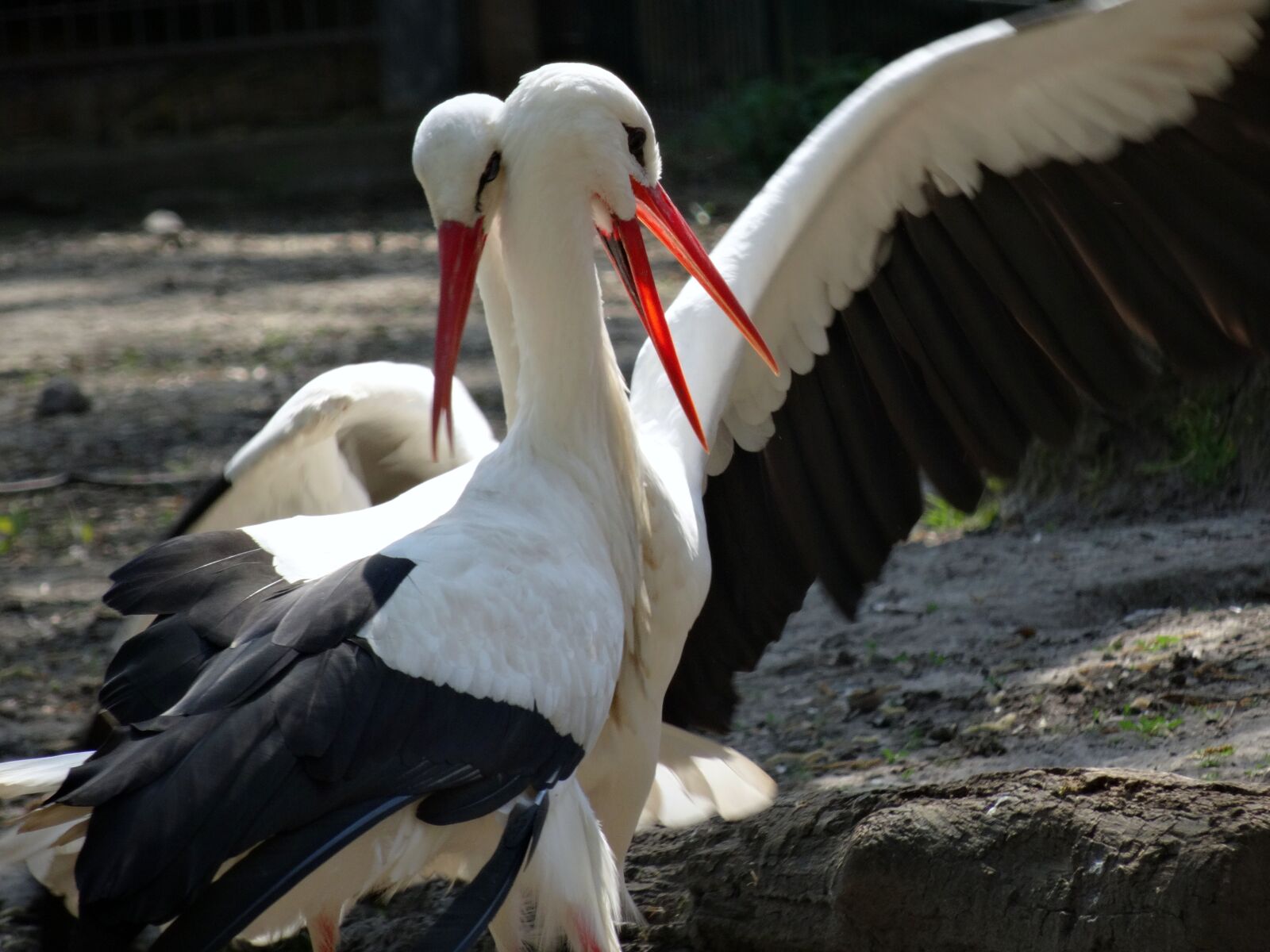 Sony DSC-HX50 sample photo. Stork, bird, rattle stork photography