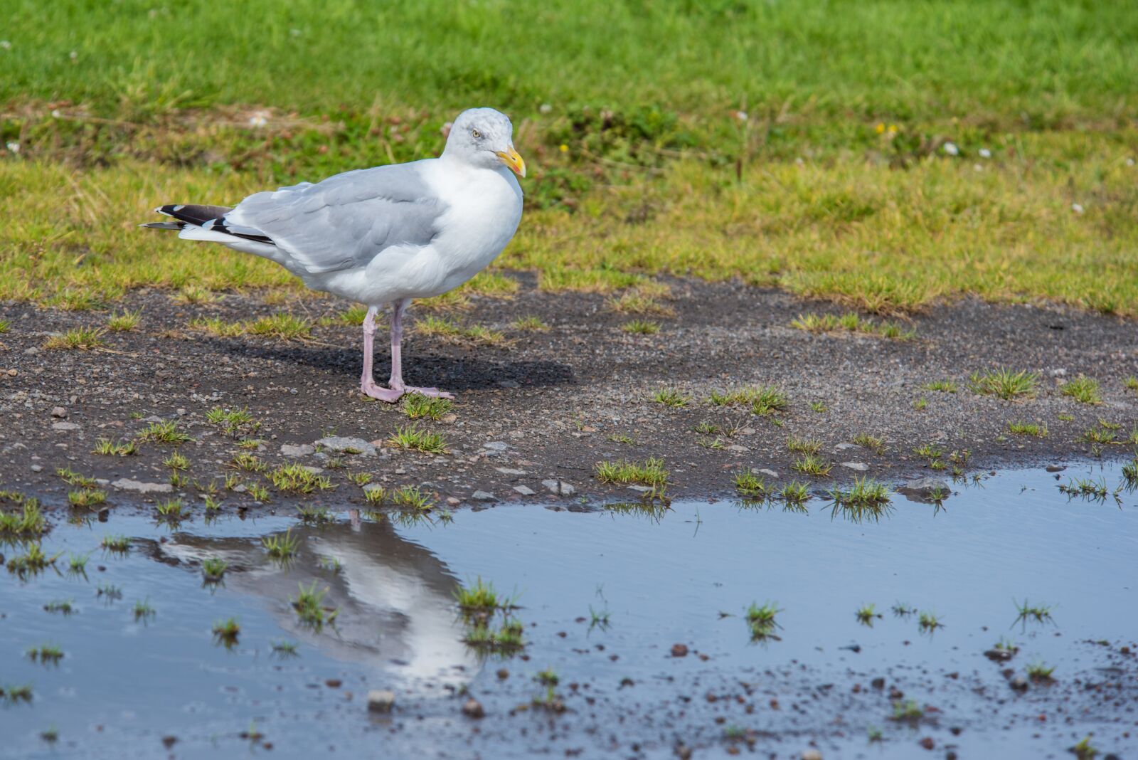 Nikon D750 sample photo. Seagull, bird, white photography