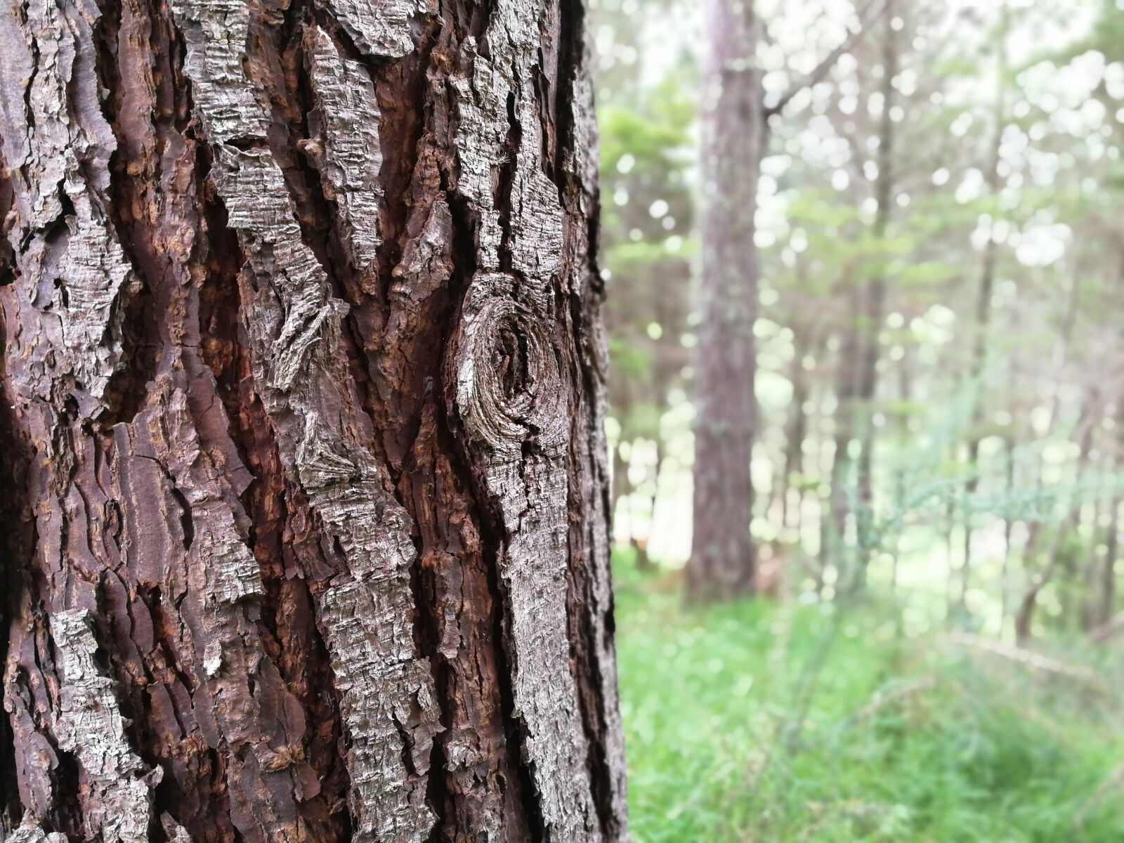 HUAWEI P10 sample photo. Trees, bark, nature photography