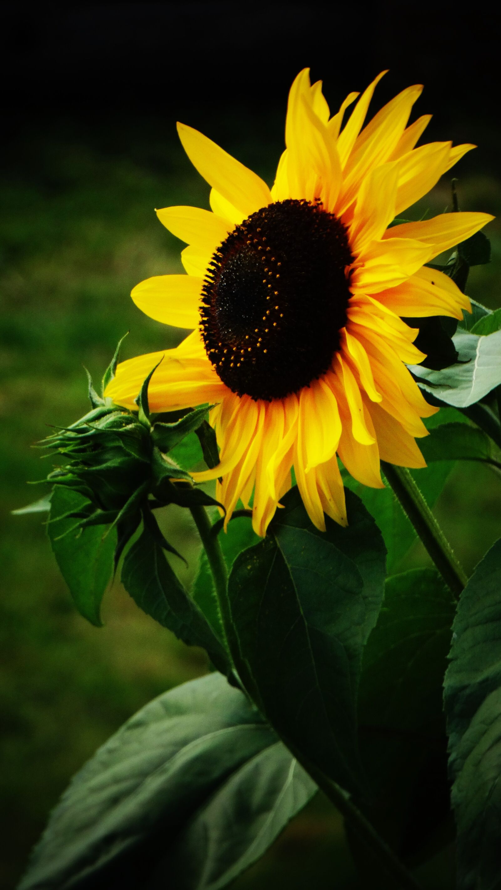 Sony Cyber-shot DSC-HX300 sample photo. Sunflower, yellow flower, pollen photography