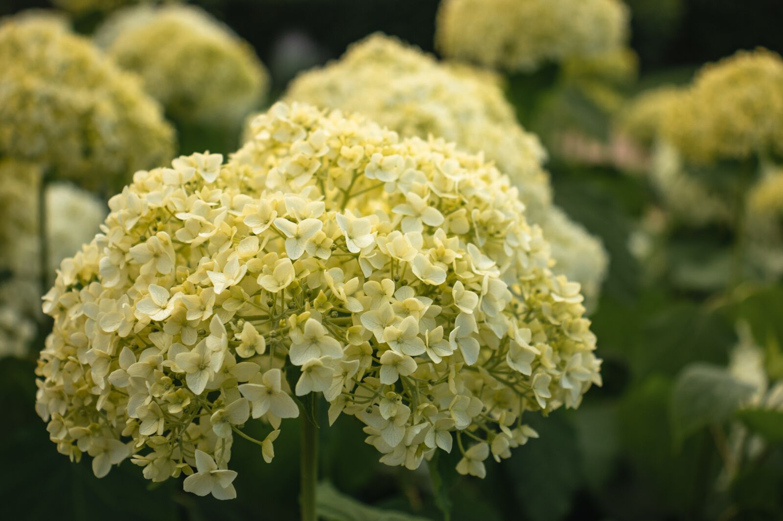Canon EOS 77D (EOS 9000D / EOS 770D) sample photo. Hydrangea, flowers, flora photography