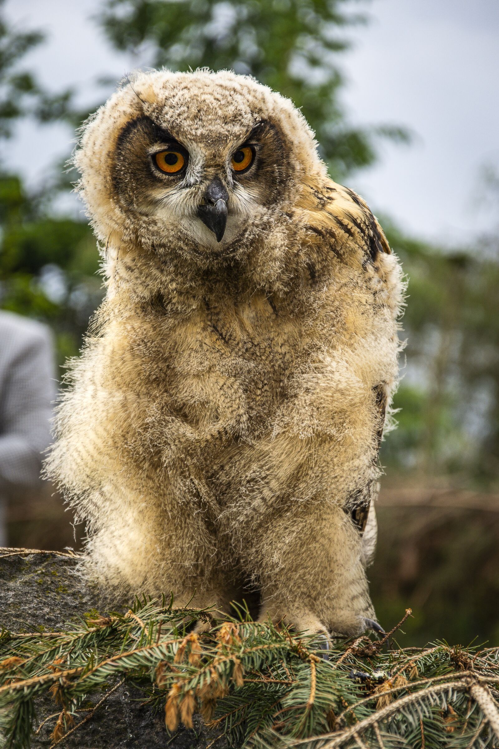 Nikon D3100 sample photo. Eagle-owl, owl, animal photography