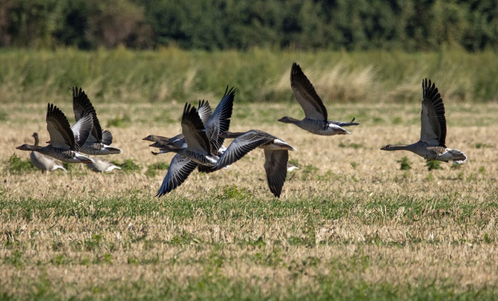 150-600mm F5-6.3 DG OS HSM | Contemporary 015 sample photo. Geese, flight, fly photography