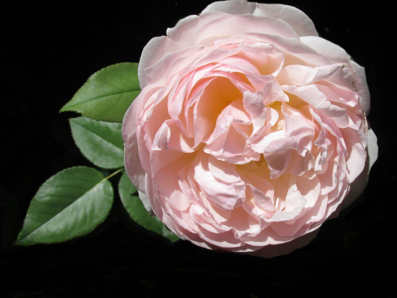 Canon PowerShot SX170 IS sample photo. Flower, rose, bloom photography