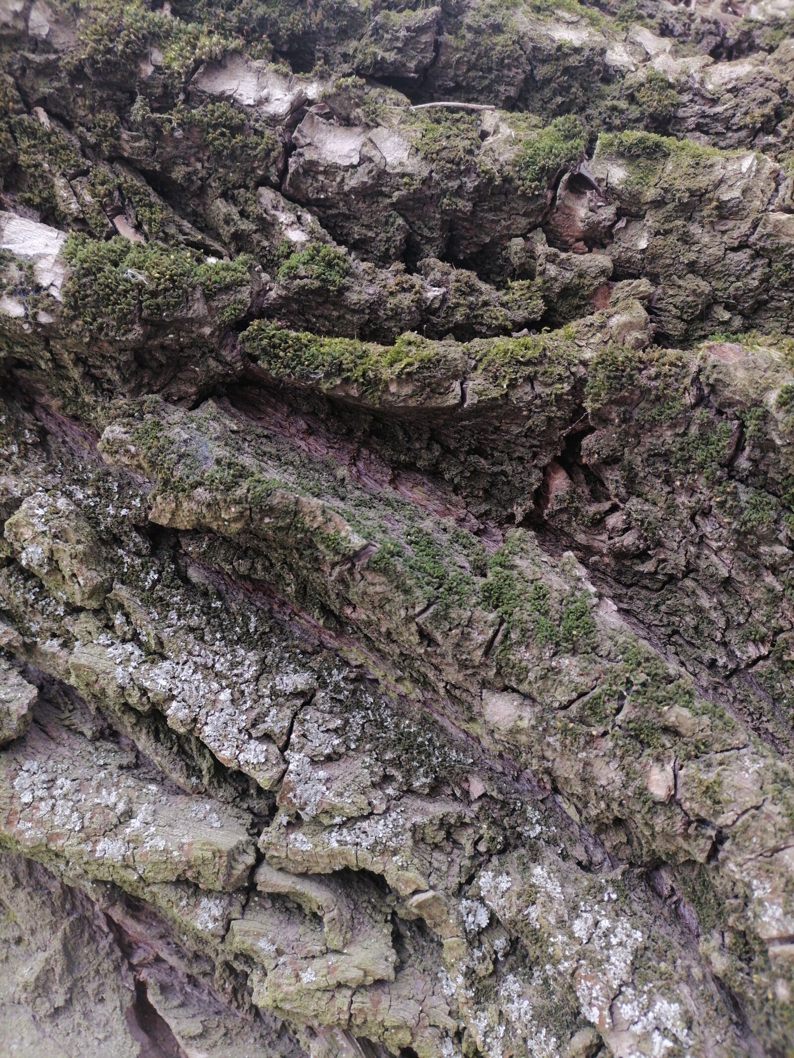 HUAWEI ART-L29 sample photo. Background, tree, bark photography