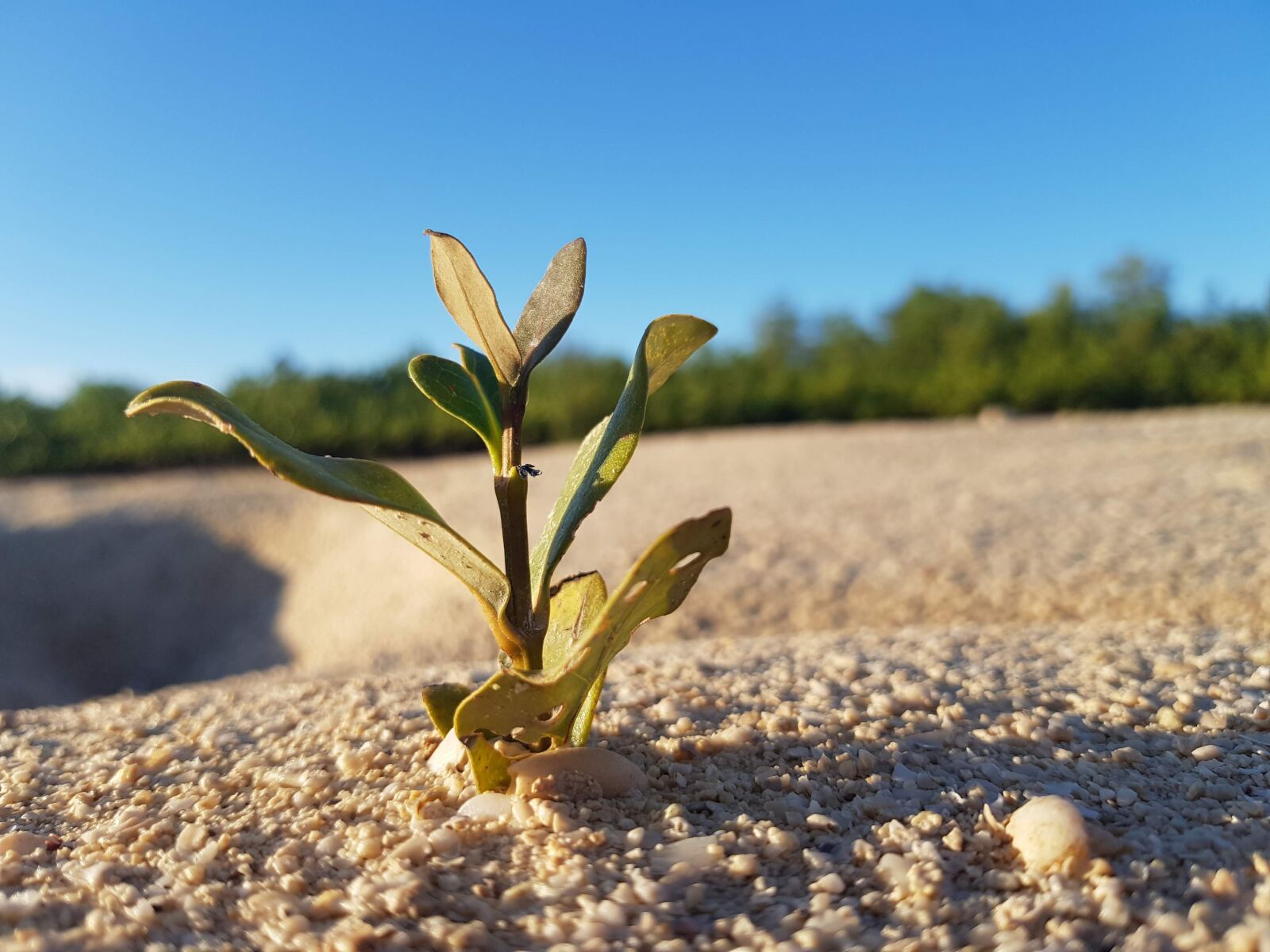 Samsung Galaxy S8 sample photo. Mangrove, beach, alone photography