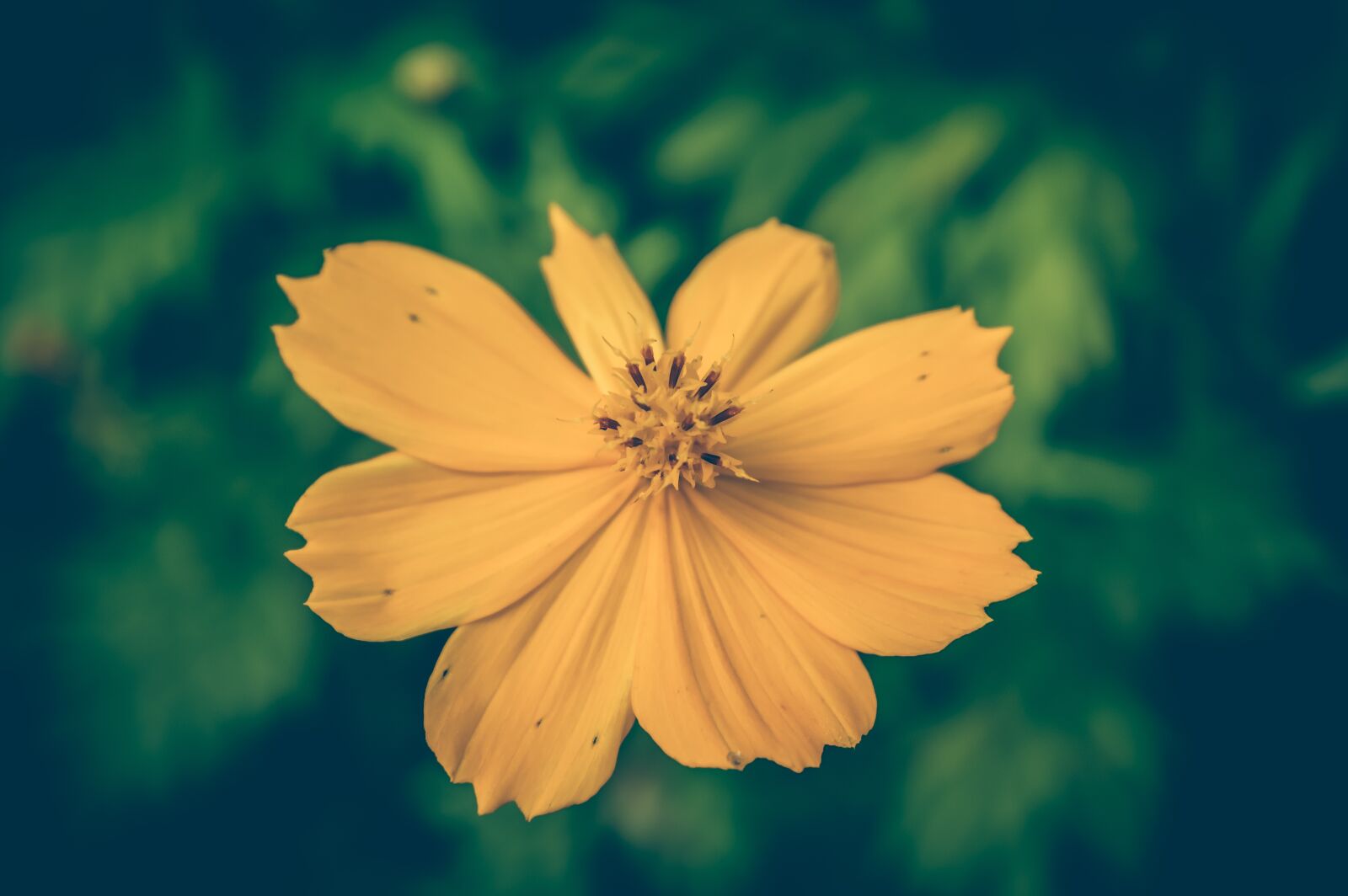 Nikon D3200 sample photo. Cosmea, vintage, flower photography