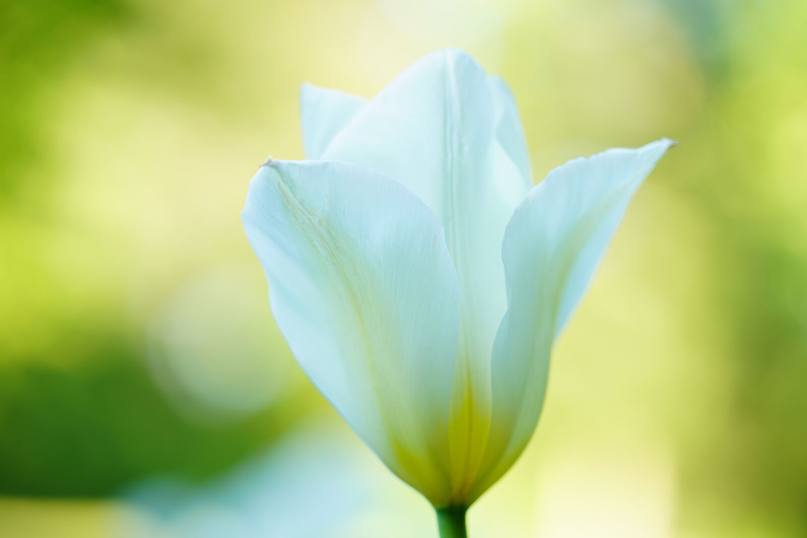 Sony a7 III sample photo. Tulip, white, flower photography