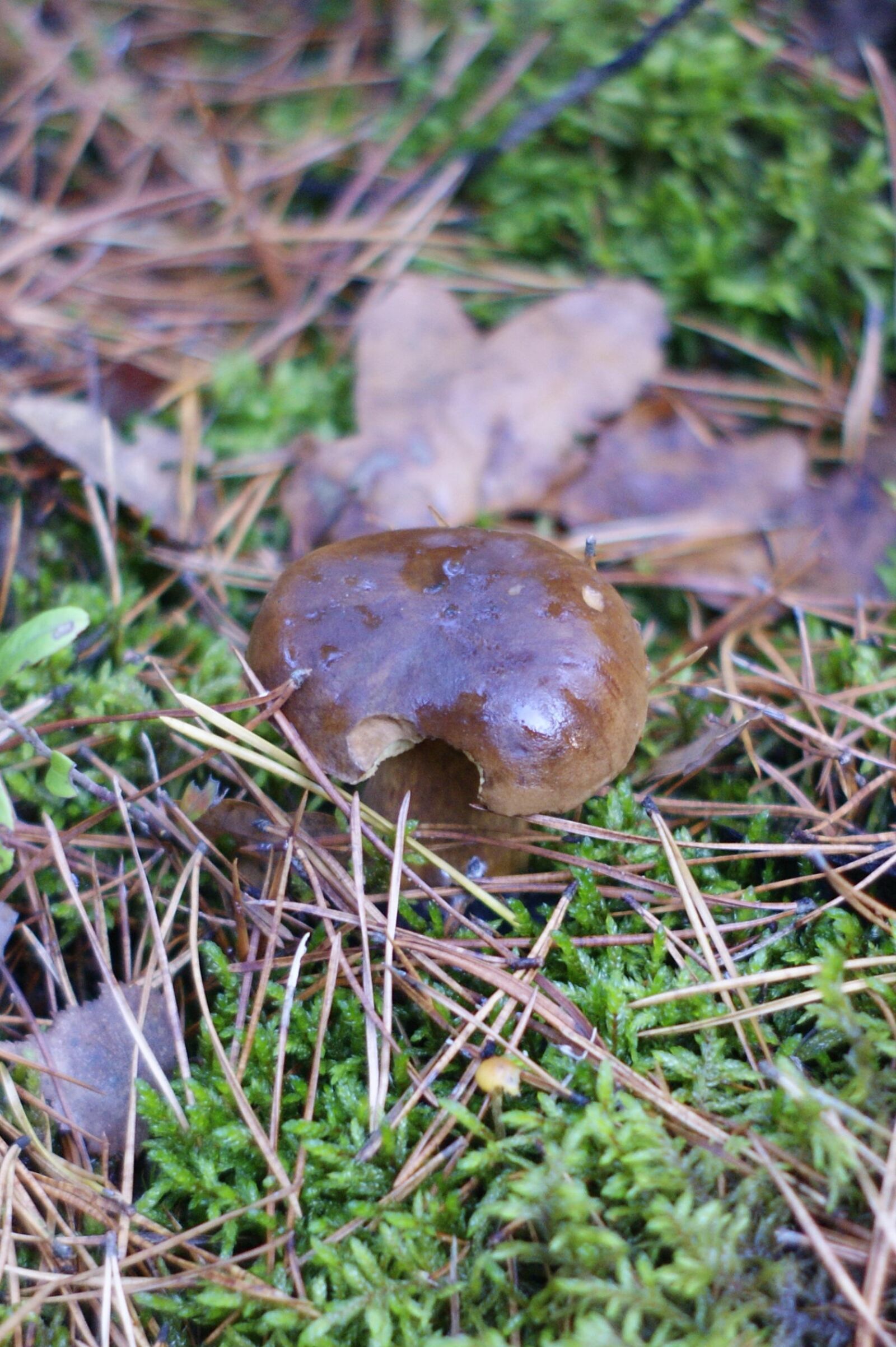 Sony Alpha DSLR-A290 sample photo. Mushrooms, forest, trees photography