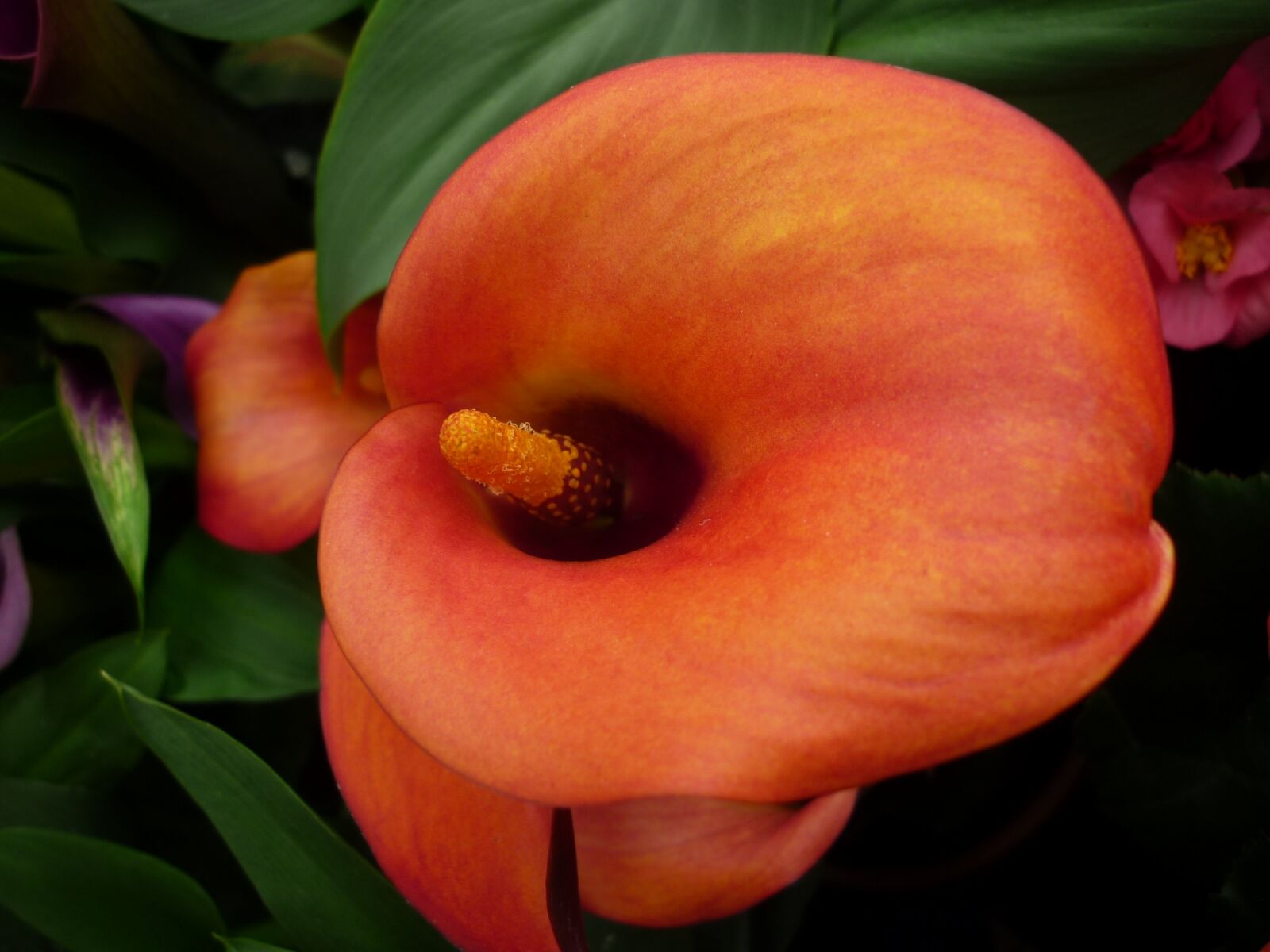 Panasonic Lumix DMC-FS6 sample photo. Kalla, nature, hybrid photography