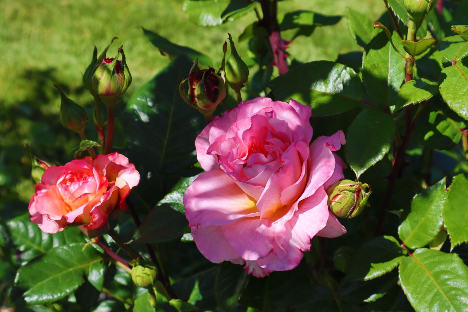 Canon EOS M50 (EOS Kiss M) sample photo. Rose, pink, flowers photography