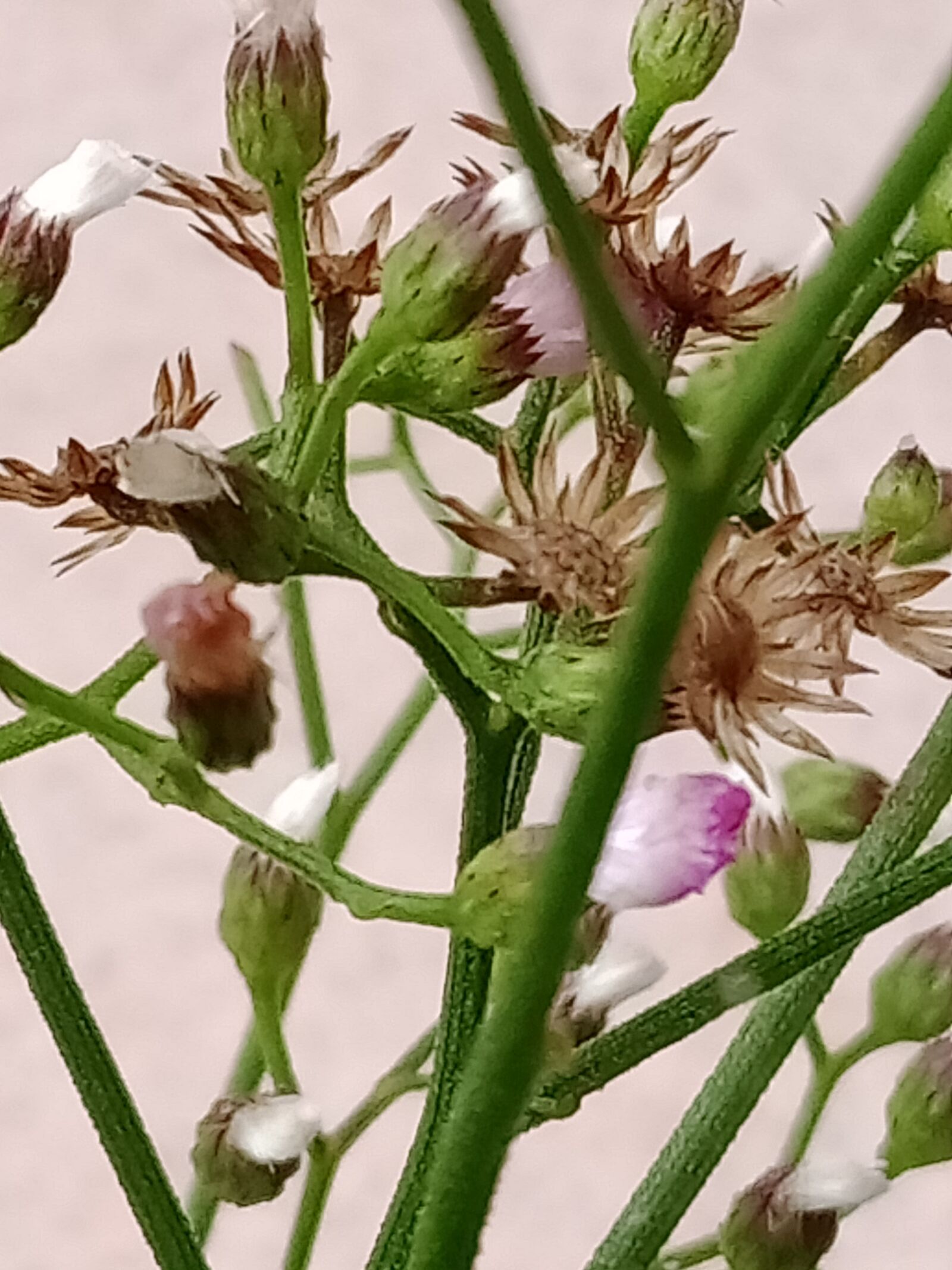 OPPO A12 sample photo. Mini, flower, tropical photography