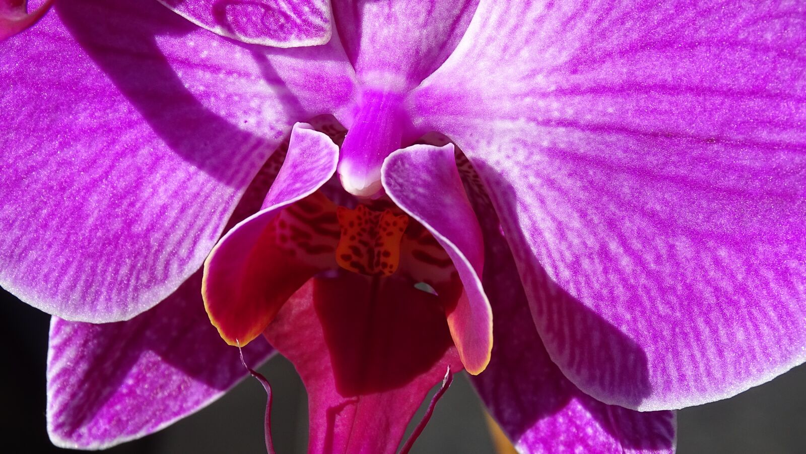 Sony Cyber-shot DSC-HX400V sample photo. Nature, color, plant photography