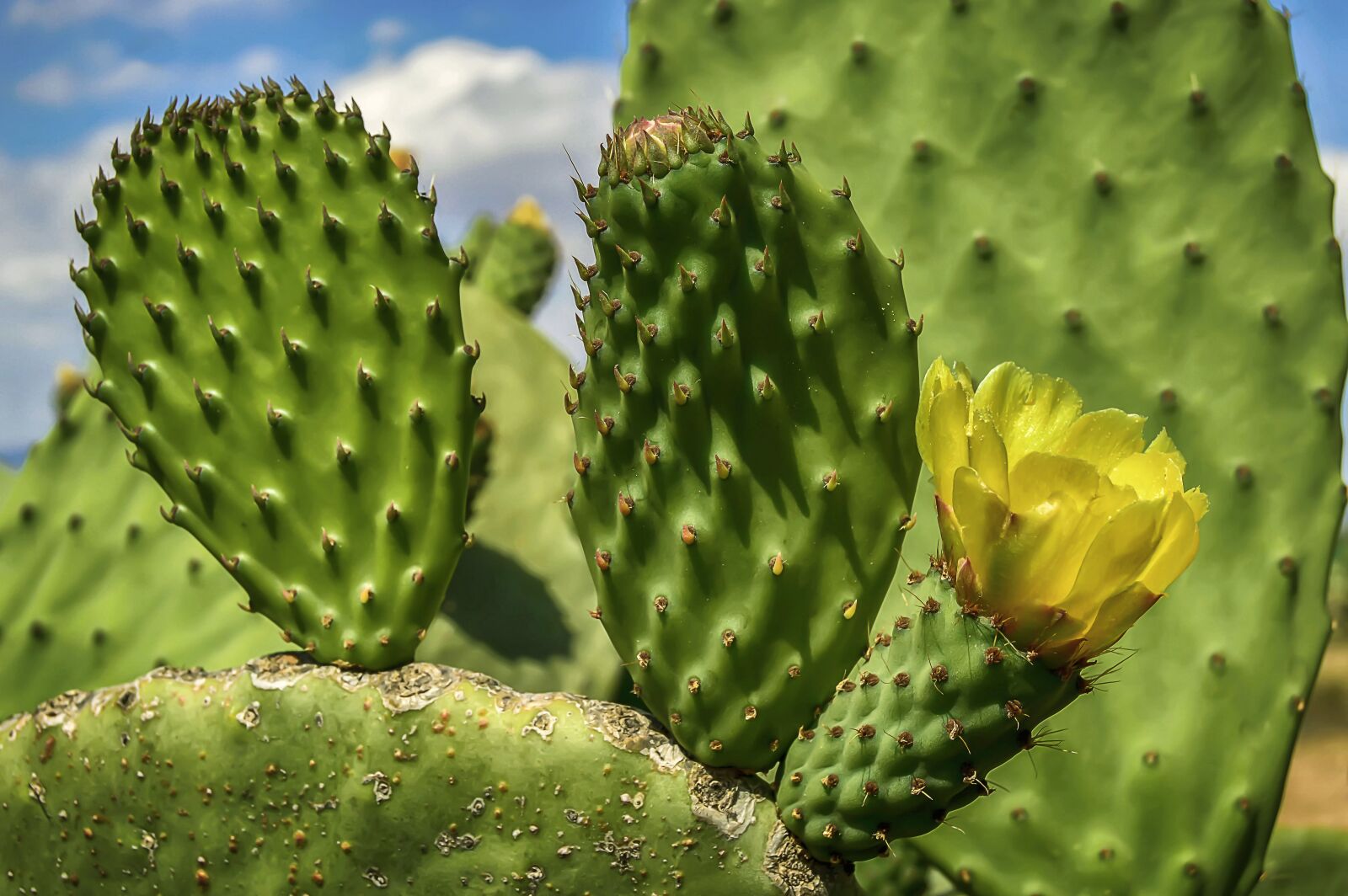 Nikon D3200 sample photo. Flower, yellow flower, prickly photography