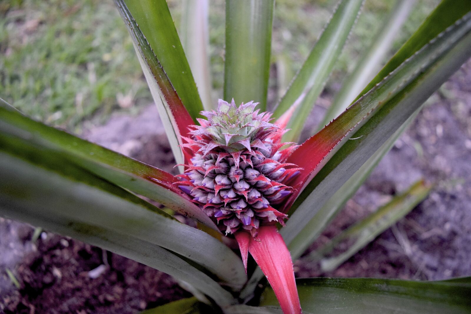 Nikon D5300 sample photo. Pineapple photography