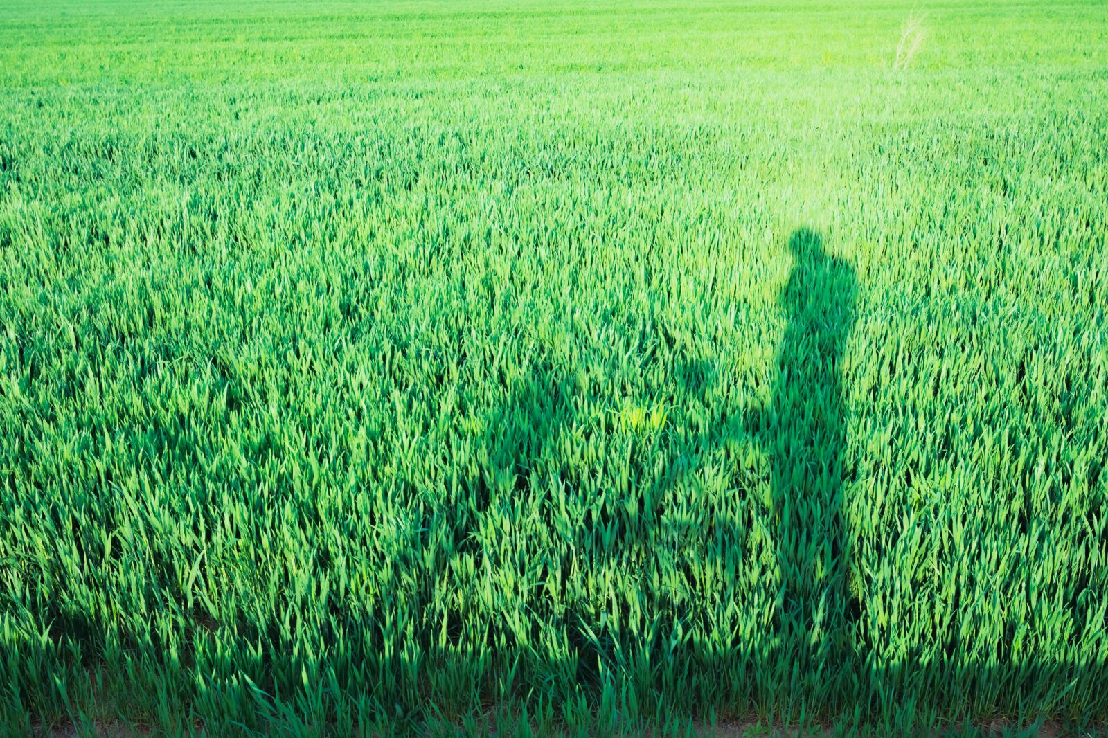 Nikon D7200 sample photo. In wheat field, riding photography