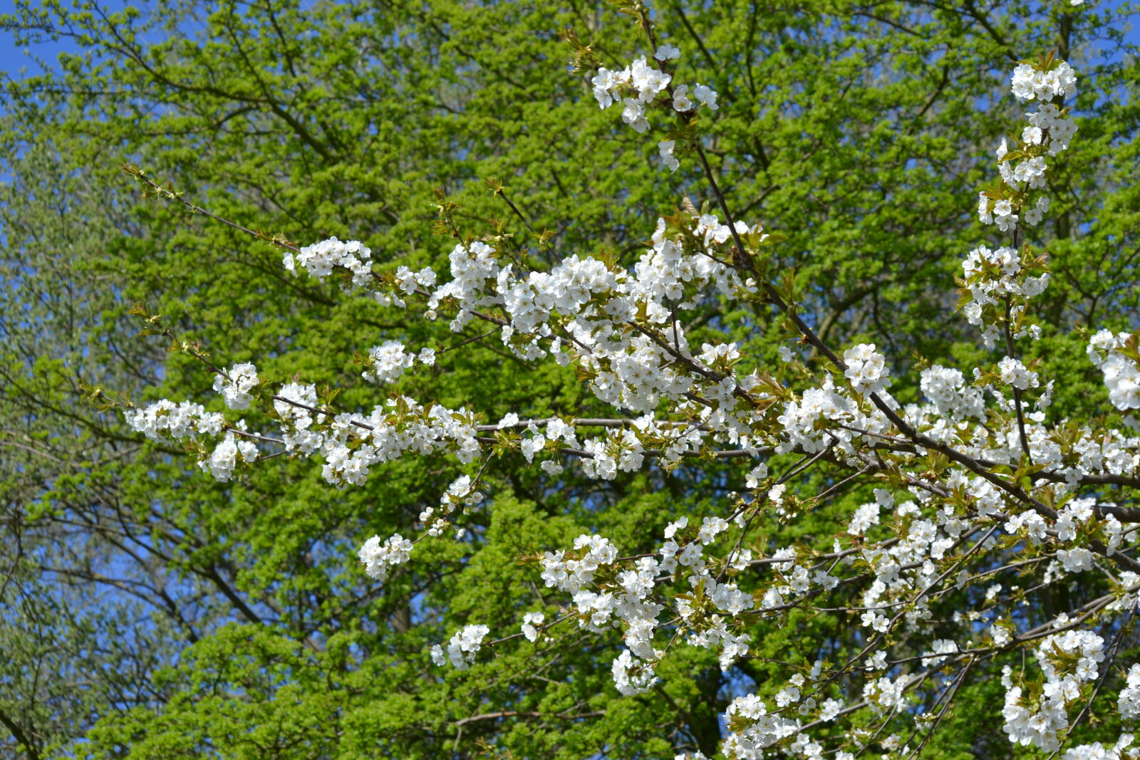 Nikon D3100 sample photo. Bloom, flowering, spring, tree photography