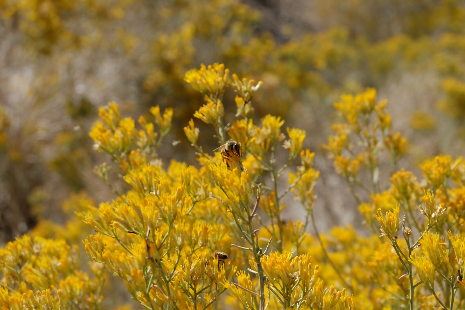 Fujifilm X-A1 sample photo. Bees, bush, shrub photography