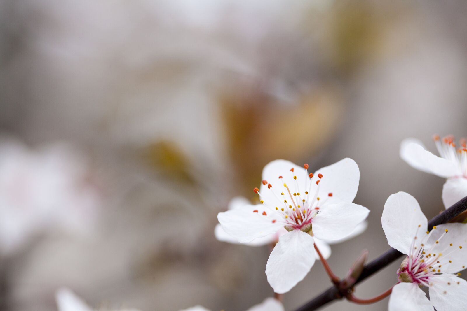 Canon EF 100mm F2.8L Macro IS USM sample photo. Flower, white flower, plum photography