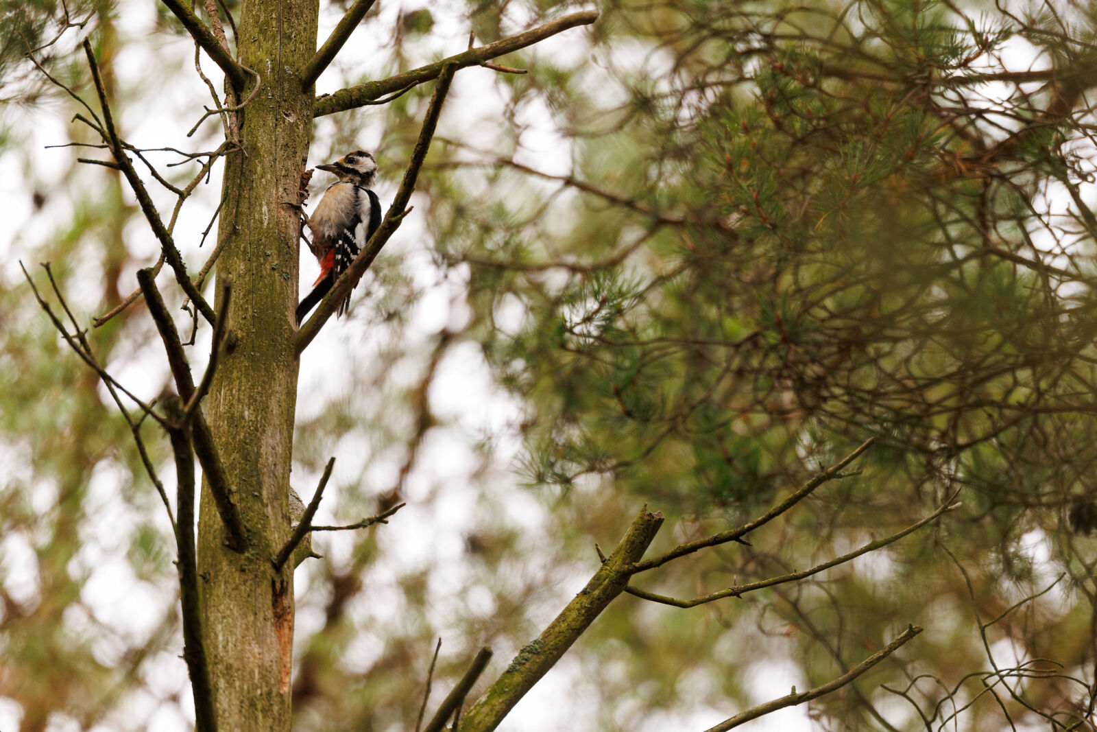 Canon EOS R1 sample photo. Woodpecker tree photography