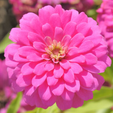 Nikon AF Micro-Nikkor 60mm F2.8D sample photos - ExploreCams