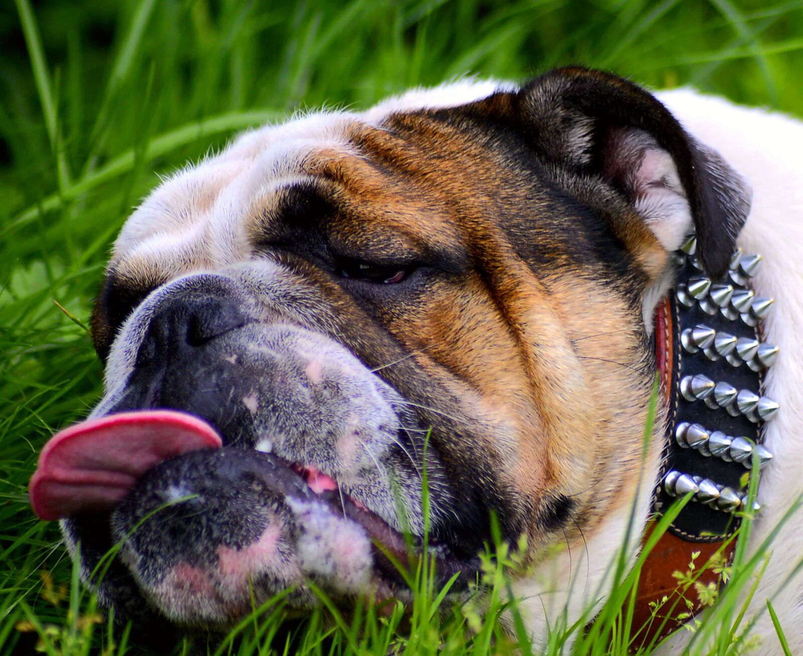 Nikon D3200 sample photo. Dog, tired, pet photography