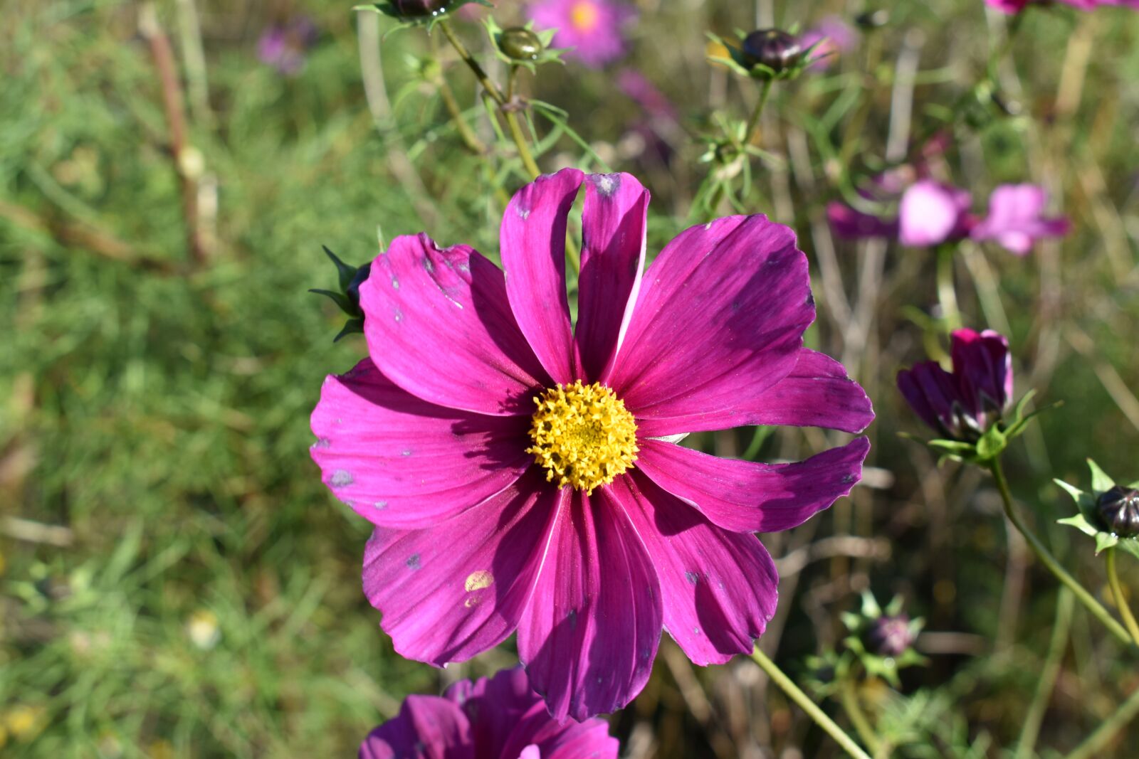 Nikon D3500 sample photo. Flower, green, flowers photography