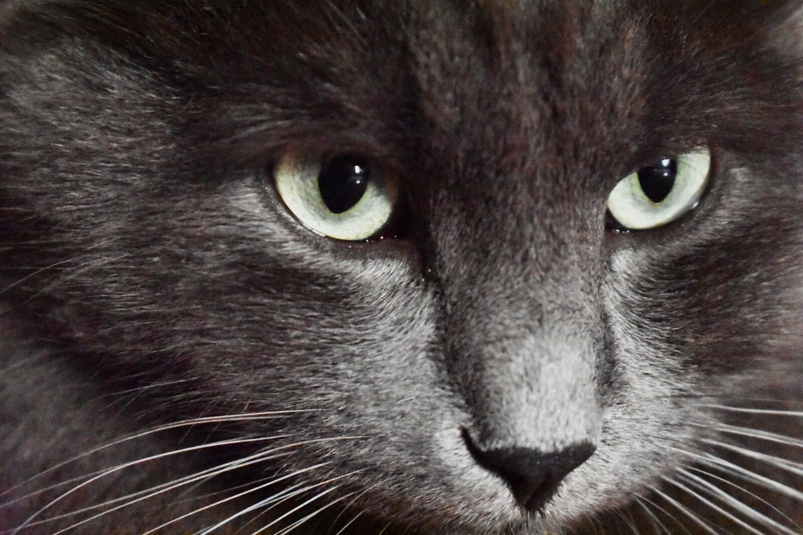 Nikon D3400 sample photo. Cat, animal, pet photography