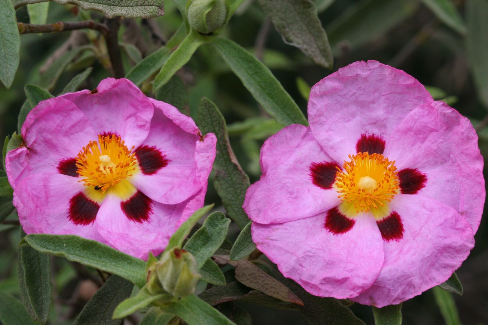 Canon EOS 30D sample photo. Cistus, pink, flower photography