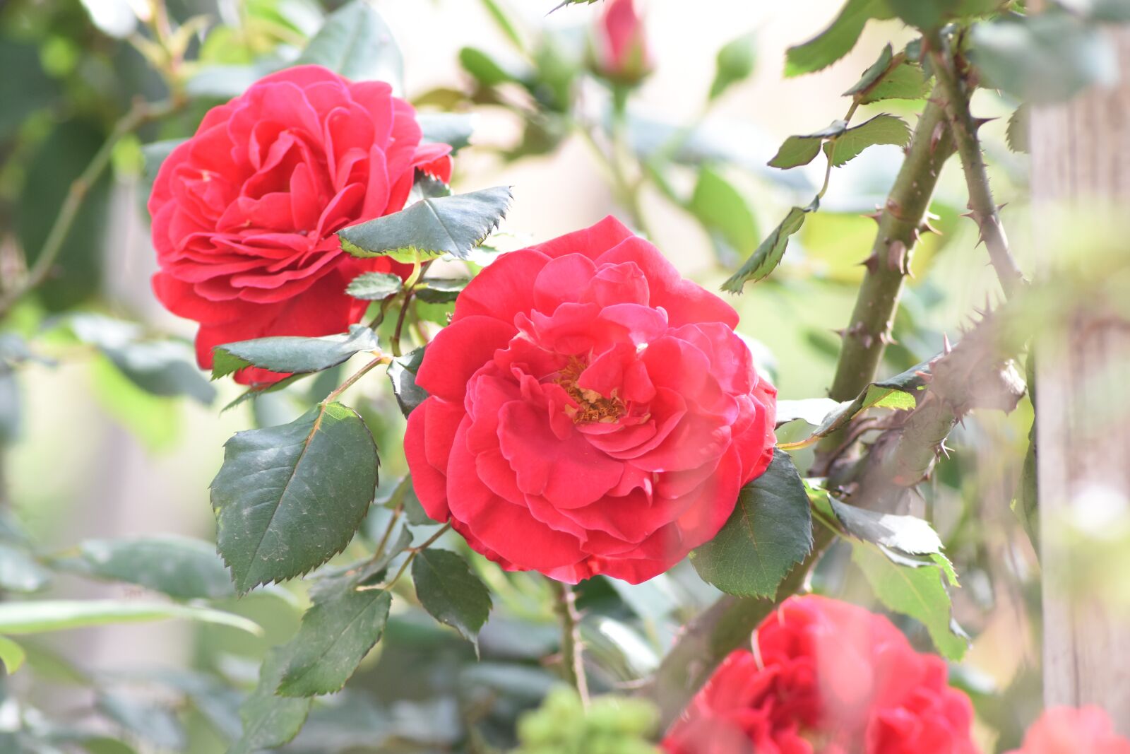 Nikon D7200 sample photo. Beautiful flower, red rose photography