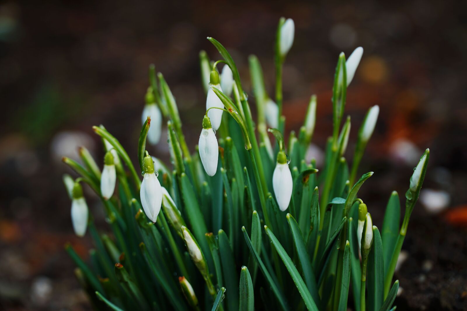 Sony a6000 + Sony E PZ 18-105mm F4 G OSS sample photo. Nature, leaf, plant photography